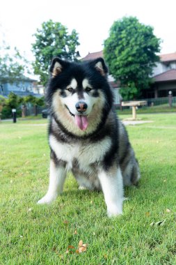 Alaska köpek cinsi. Alaska 'da bir tarlada malamute.