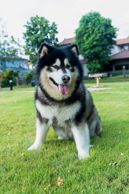 Alaska köpek cinsi. Alaska 'da bir tarlada malamute.