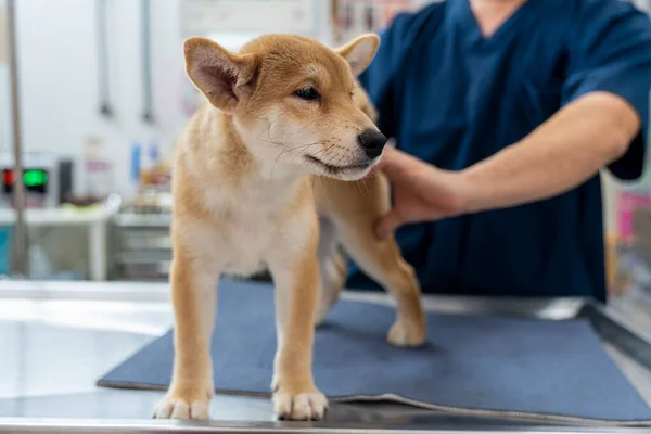 Veterinary Concept Veterinarian Examining Puppy Shiba Inu Dog Check Body — ストック写真