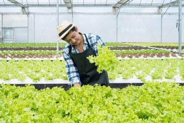 Hidrofonik sebze çiftçileri sebze tarlasında mutlu bir şekilde gülümsüyorlar. Akıllı tarım bitkisinde bitki yetiştirme hidrofoniği..