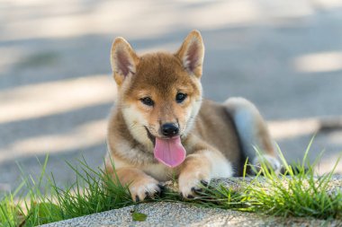 Shiba Inu köpek yavrusu çimenlerde oynuyor. Mutlu köpek Shiba Inu bahçede oynuyor..