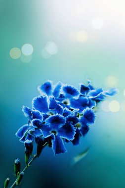 Güzel doğal çiçekler bulanık doğal pastel arka plan. Çifte ışık stili. Sevgi ve çevre bakımı kavramı.