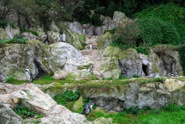 Kayaların arka planında penguen kolonisi