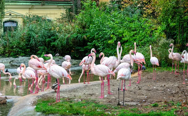 Flock Pink Flamingo Birds — Stock Photo, Image