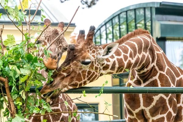 Giraffe Nella Voliera Dello Zoo Vienna — Foto Stock