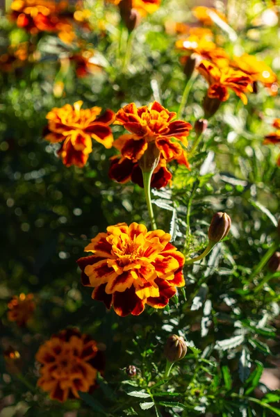 Sárga Virágzó Nyári Marigold Virágok — Stock Fotó