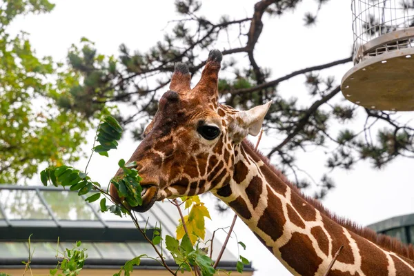 Giraffe Nella Voliera Dello Zoo Vienna — Foto Stock