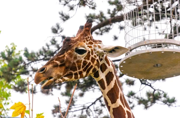 Giraffe Nella Voliera Dello Zoo Vienna — Foto Stock