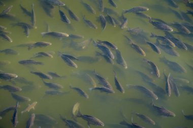  Endüstriyel balık çiftliği. Sudaki balık sürüsü