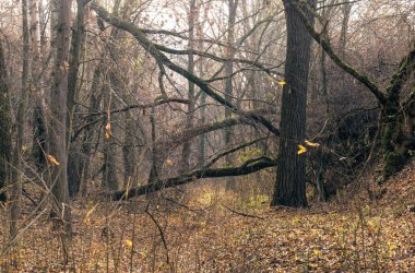 Esrarengiz terk edilmiş eski sonbahar ormanı