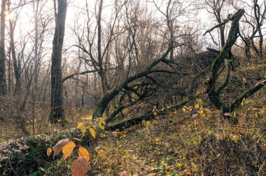 Esrarengiz terk edilmiş eski sonbahar ormanı