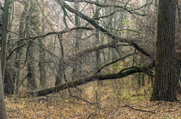 神秘的な放棄された古い秋の森 — ストック写真