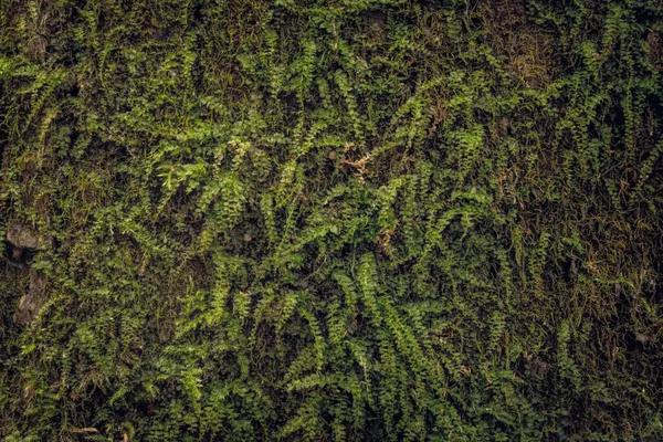 Natürlicher Hintergrund Grünes Waldmoos Auf Baumrinde — Stockfoto