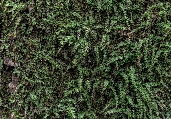 Sfondo Naturale Muschio Verde Della Foresta Sulla Corteccia Dell Albero — Foto Stock