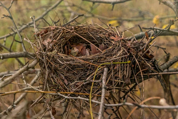 Заброшенное Птичье Гнездо Осеннем Лесу — стоковое фото