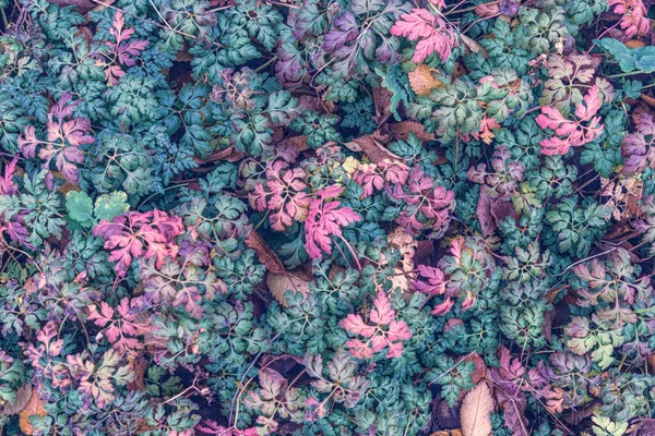색깔의 잎들로 뒤덮인 — 스톡 사진
