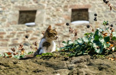 Ankara caddesinde evsiz kediler