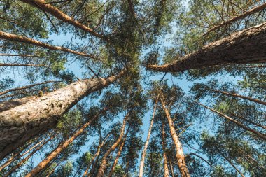 Sonbahar güneşli çam ormanı
