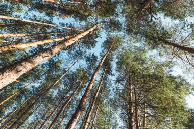Sonbahar güneşli çam ormanı