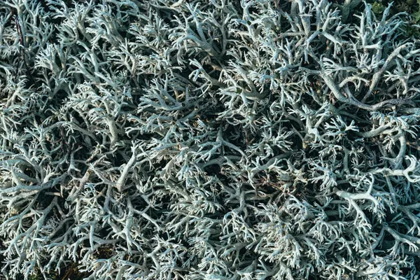Cetraria Islandic Musgo Islandês Uma Planta Medicinal Fitoterapia — Fotografia de Stock