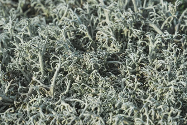 Cetraria Isländisch Isländisches Moos Eine Heilpflanze Der Pflanzlichen Medizin — Stockfoto
