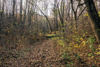Esrarengiz terk edilmiş eski sonbahar ormanı