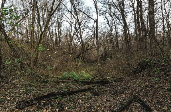 Pădurea Veche Toamnă Abandonată — Fotografie, imagine de stoc