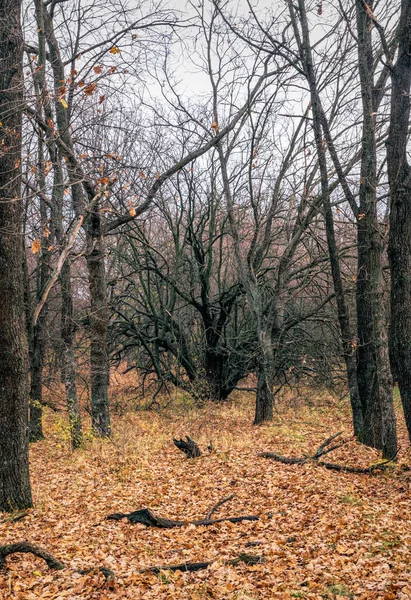 Загадочный Заброшенный Осенний Лес — стоковое фото