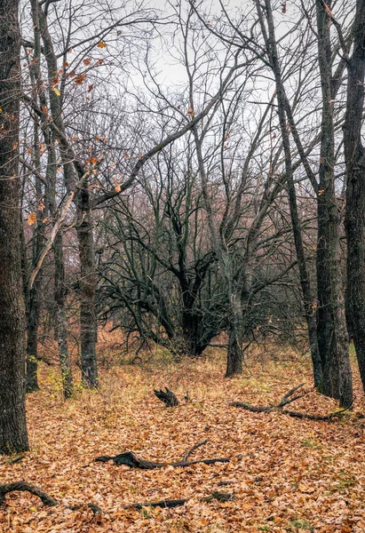 Záhadný Opuštěný Starý Podzimní Les — Stock fotografie