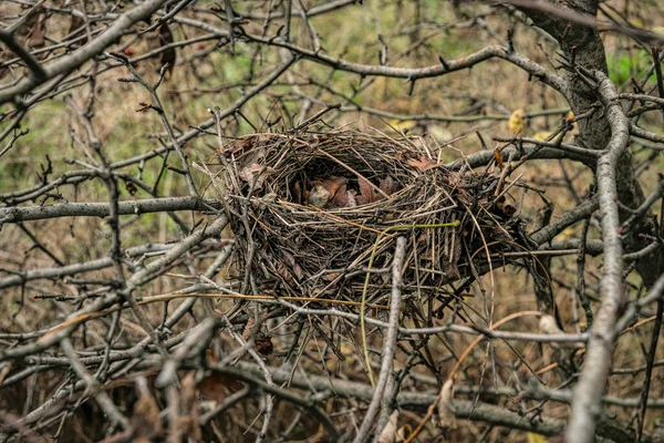 Opuštěné Ptačí Hnízdo Podzimním Lese — Stock fotografie