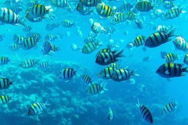 Abudefduf vaigiensis. Kızıl Deniz 'in mercanlarında tropikal balık sürüsü