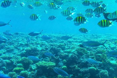 Abudefduf vaigiensis. Kızıl Deniz 'in mercanlarında tropikal balık sürüsü