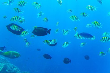 Abudefduf vaigiensis. Kızıl Deniz 'in mercanlarında tropikal balık sürüsü
