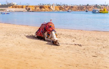 Deve ve Nil Sahili. Mısır 'a Seyahat