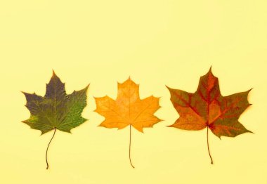 Maple autumn leaves. Thanksgiving background