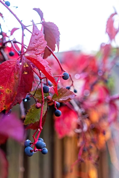 カラフルな秋の葉と野生のブドウの果実 — ストック写真