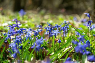 Çiçekli Sibirya Scilla 'sı ve güneşli ormanlık ilkbaharın başlarında