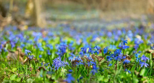Blooming Siberian Scilla Sunny Forest Glade Early Spring — Stock Photo, Image