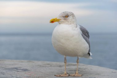 Baltık Denizi kıyısında martı.