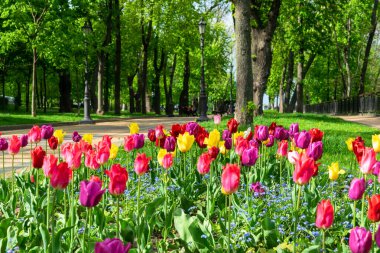 Parlak pembe lale tomurcukları ve taze yeşil yapraklar