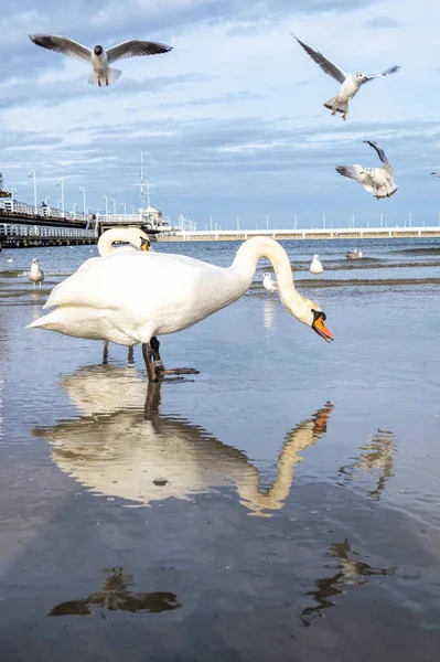 Old Wooden Pier Sopot Baltic Sea Coast — Stock Photo, Image