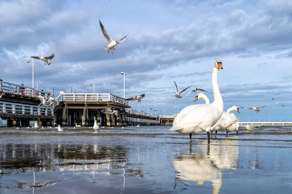 Old Wooden Pier Sopot Baltic Sea Coast — Stock Photo, Image