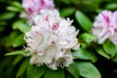  Bahar bahçesinde pembe açelya çiçekleri