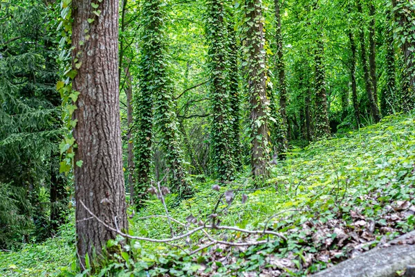 Grüner Wald Mit Efeu Bewachsen — Stockfoto