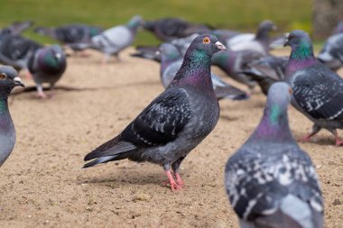 Sokakta güvercin besliyorum. Yayalar, kuşlar ve ekmek kırıntıları