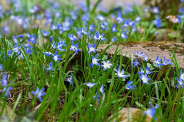 Çiçekli Scilla ve güneşli orman ilkbaharın başlarında