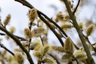 Çiçekli bahar söğüt dalı. Yumuşak bahar paskalya arkaplanı