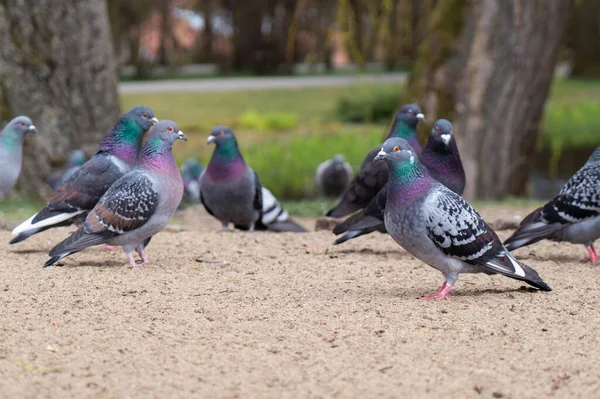 Годувати Голубів Вулиці Пішоходи Птахи Хлібні Крихти — стокове фото
