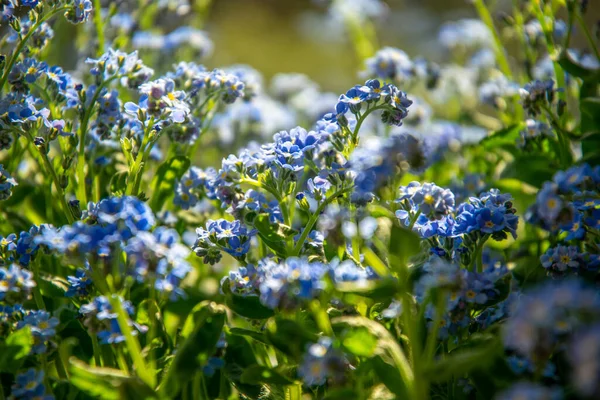 Azul Esquecer Não Flor Jardim Primavera Ensolarado — Fotografia de Stock