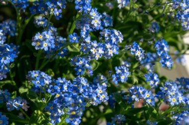 Güneşli bahar bahçesinde mavi unutma beni çiçeği